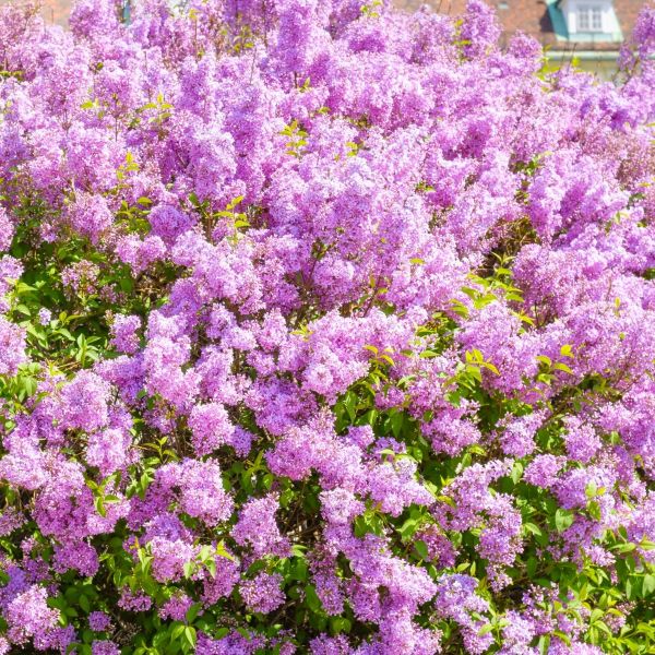 Persian Lilac Shrubs with Fragrant Violet Blooms