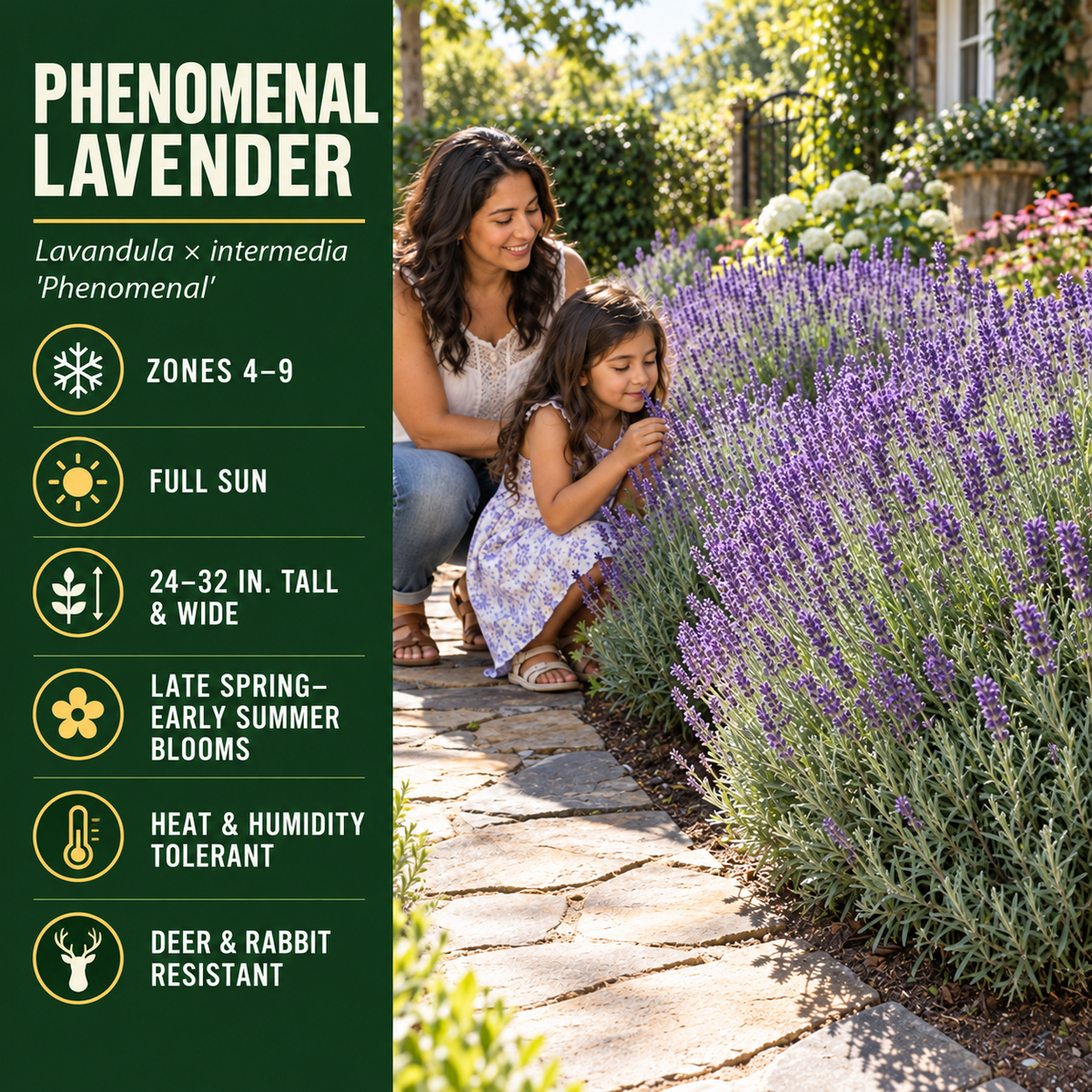 A garden scene showing an adult and child smelling dense lavender blooms beside a stone path, with informational text about the Phenomenal lavender variety on the left.