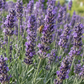 A close-up of lavender flower spikes with a honeybee collecting nectar among dense purple blossoms and green foliage.