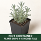 A small potted plant with narrow upright green leaves in a black pint container against a plain background, with text indicating the plant ships 4–6 inches tall.