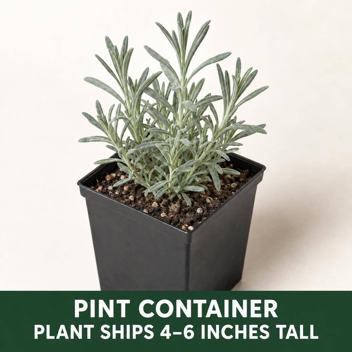 A small potted plant with narrow upright green leaves in a black pint container against a plain background, with text indicating the plant ships 4–6 inches tall.