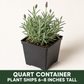 A quart-sized potted lavender plant with narrow green leaves and budding purple flower spikes in a black container against a plain background, with text noting the plant ships 6–8 inches tall.