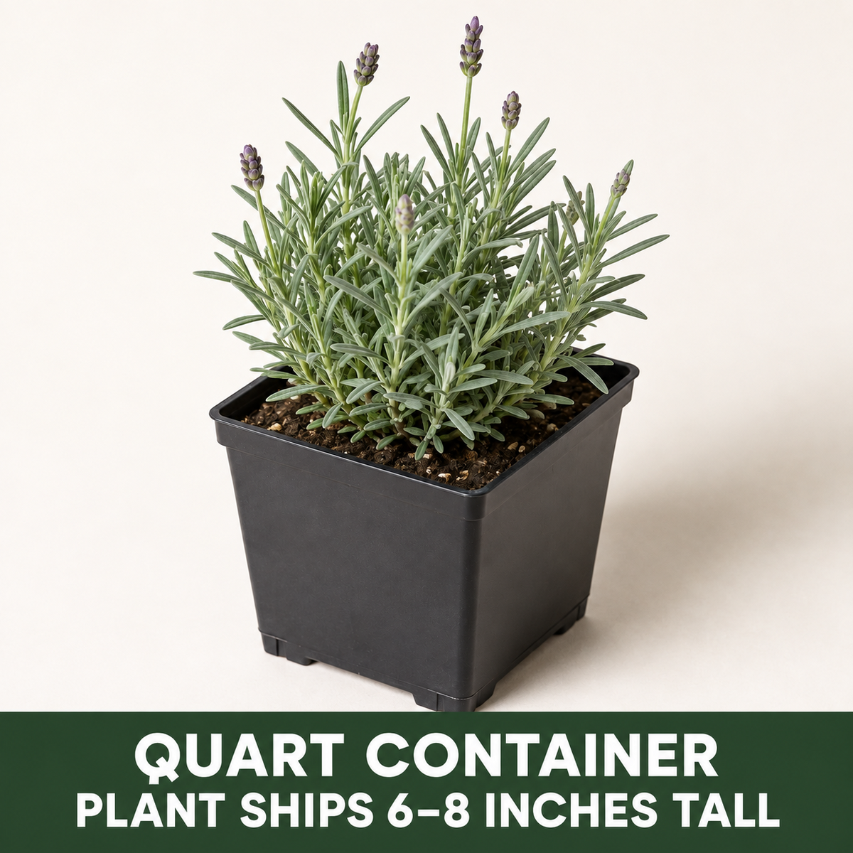 A quart-sized potted lavender plant with narrow green leaves and budding purple flower spikes in a black container against a plain background, with text noting the plant ships 6–8 inches tall.