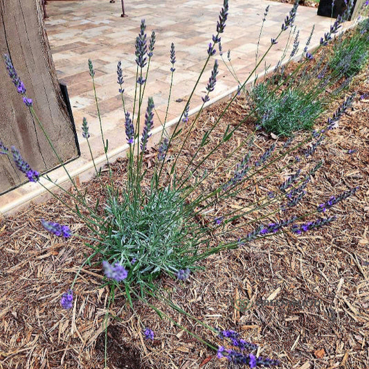 Close-up of Phenomenal Lavender’s deep blue to purple flowers