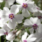 Amazing Grace Creeping Phlox with white blooms and touches of deep wine in a garden