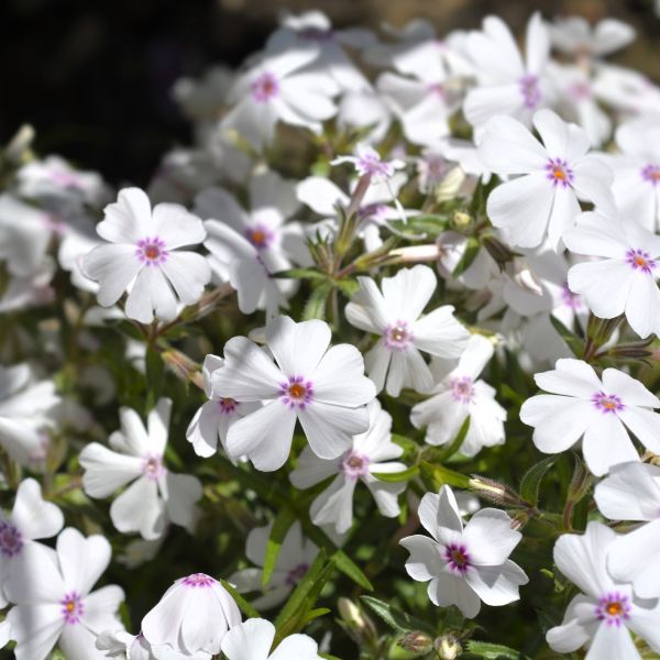 Close-up of Amazing Grace Creeping Phlox's lush green foliage and white blossoms