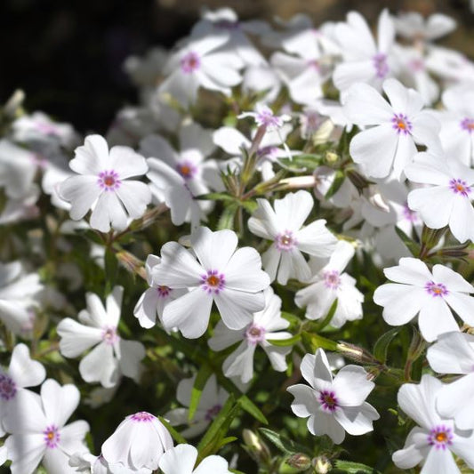 Close-up of Amazing Grace Creeping Phlox's lush green foliage and white blossoms