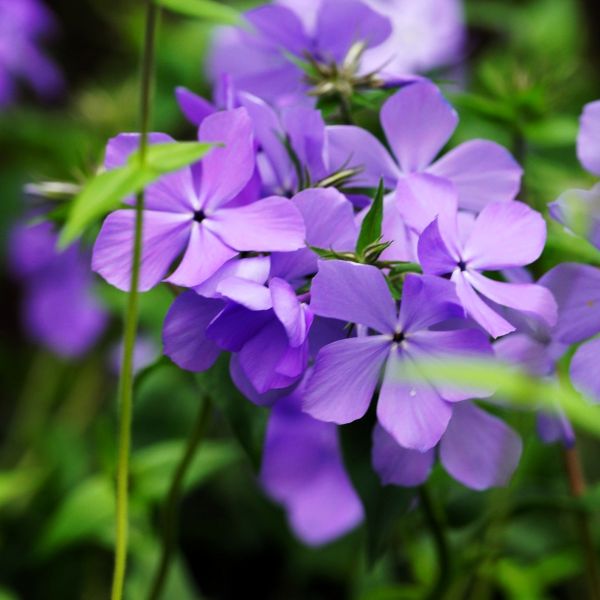 Blue Moon Woodland Phlox with regal lilac-blue flowers in a garden