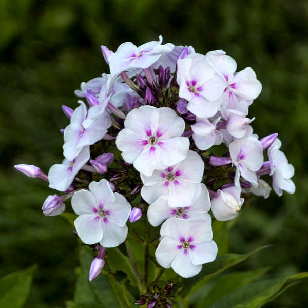 2.	Close-Up of 'Party Girl' Phlox paniculata Flowers: "Close-up of 'Party Girl' Phlox paniculata's white flowers with star-shaped light pink centers