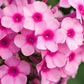 Close-up of Pink Creeping Phlox's lush green foliage and pink blossoms