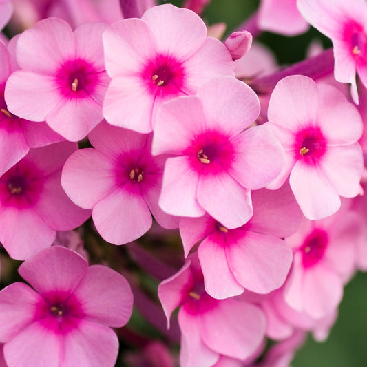Close-up of Pink Creeping Phlox's lush green foliage and pink blossoms