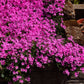 Pink Creeping Phlox cascading over a rock garden