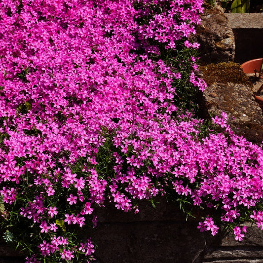 Pink Creeping Phlox cascading over a rock garden