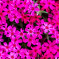 Red Creeping Phlox with vibrant reddish-pink flowers in a garden"