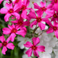 Close-up of Red Creeping Phlox's lush green foliage and red blossoms