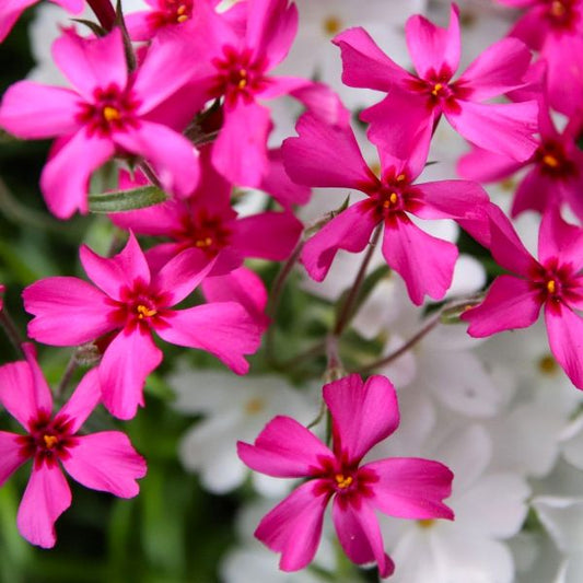 Close-up of Red Creeping Phlox's lush green foliage and red blossoms