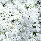 Close-up of White Creeping Phlox's pure white flowers