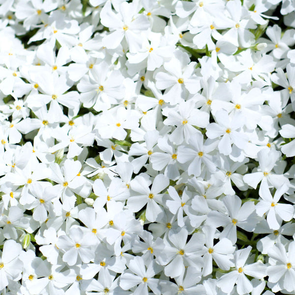 Close-up of White Creeping Phlox's pure white flowers