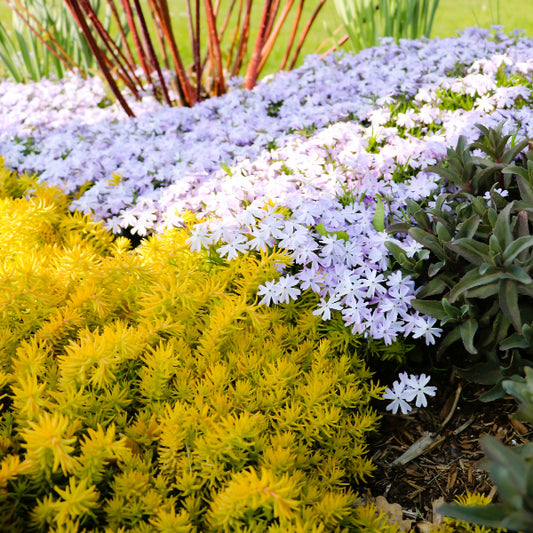 White Creeping Phlox blooming in a vibrant white garden display