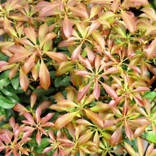Close-up of Pieris japonica Interstella®'s bronze to red new foliage 