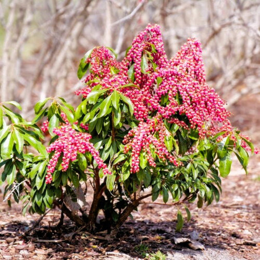Pieris japonica Interstella® used in a woodland garden, providing year-round interest and seasonal blooms