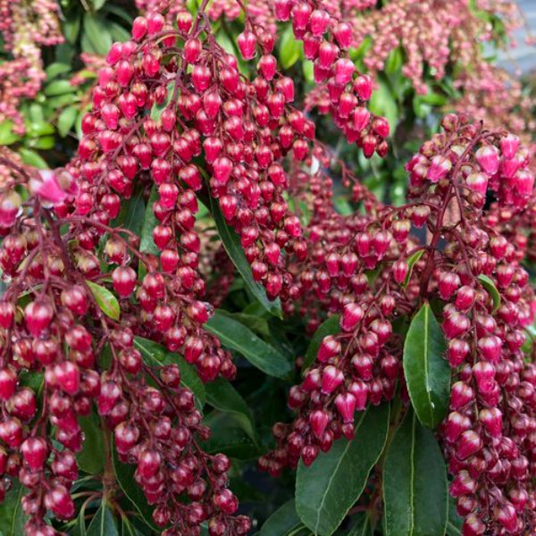 Close-up of Pieris japonica Interstella®'s bronze to red new foliage and ruby-colored flowers