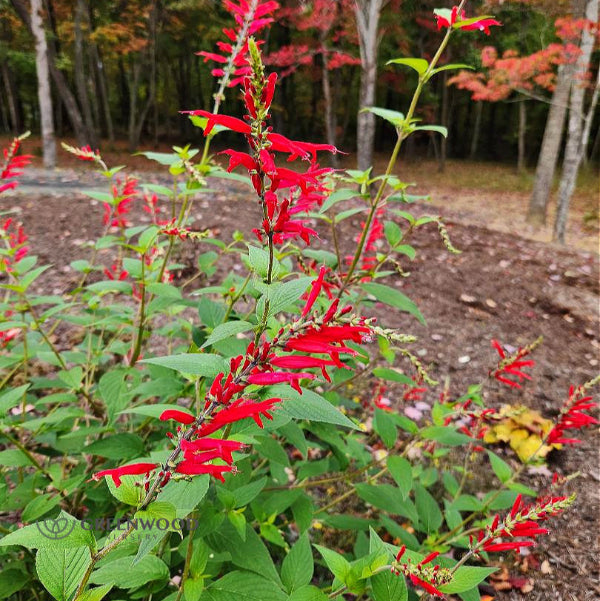 Pineapple Sage with bright red flowers and lush green foliage