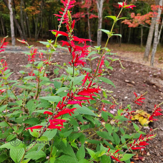 Pineapple Sage with bright red flowers and lush green foliage