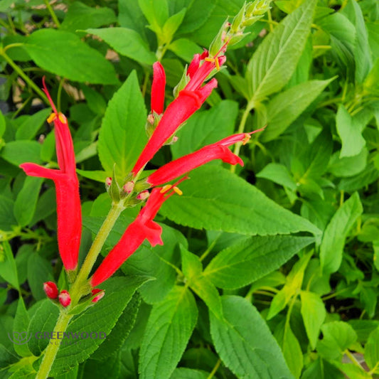 Close-up of Pineapple Sage's bright red tubular flowers