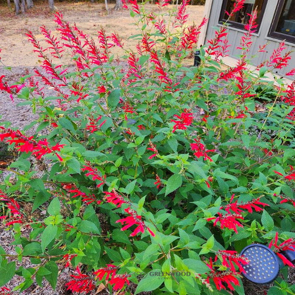 Pineapple Sage plant growing in a garden, attracting hummingbirds and butterflies