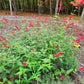 Pineapple Sage plant growing in a garden, attracting hummingbirds and butterflie