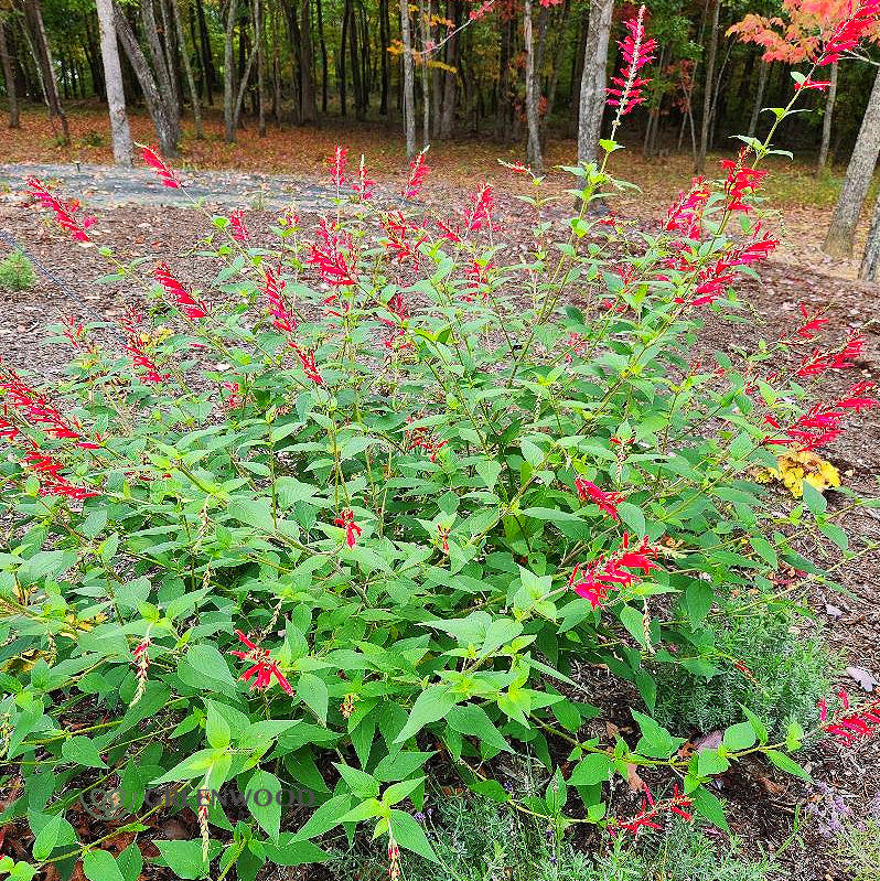 Pineapple Sage plant growing in a garden, attracting hummingbirds and butterflie