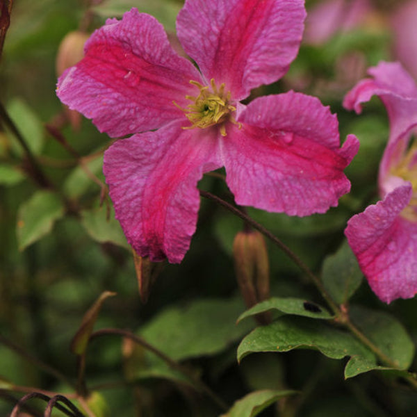 "Pink Mink Clematis with two-toned pink flowers"
