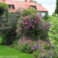 "Blooming Pink Mink Clematis in summer"