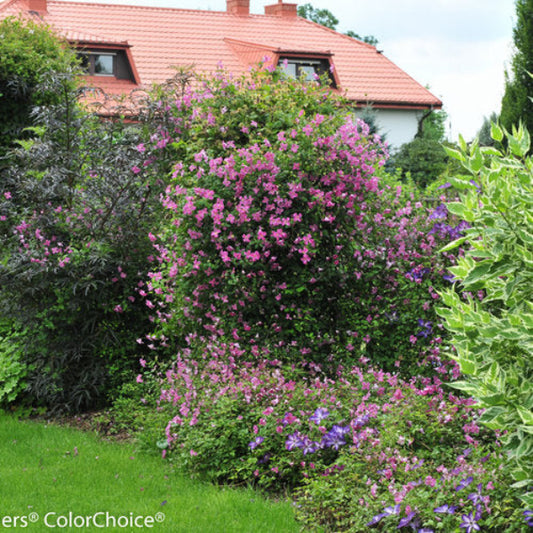 "Blooming Pink Mink Clematis in summer"