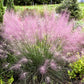 Pink Muhly Grass used as a colorful hedge, border, or patio container plant