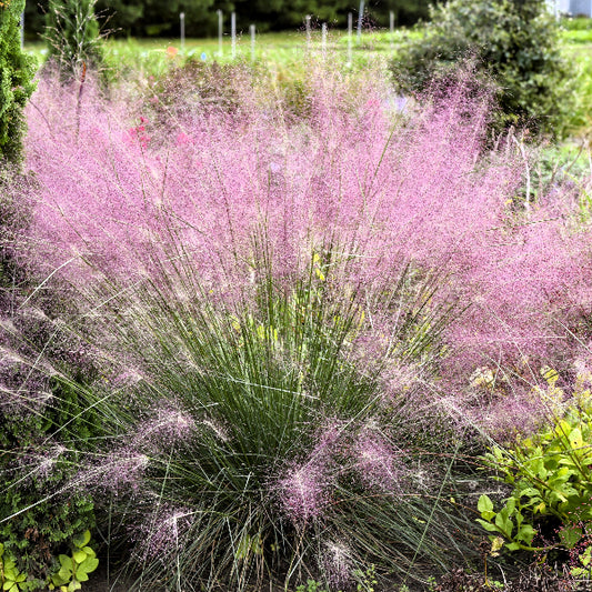 Pink Muhly Grass used as a colorful hedge, border, or patio container plant