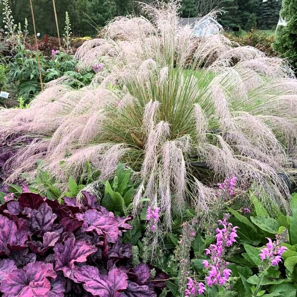 Pink Muhly Grass with Cotton Candy-Like Pink Plumes
