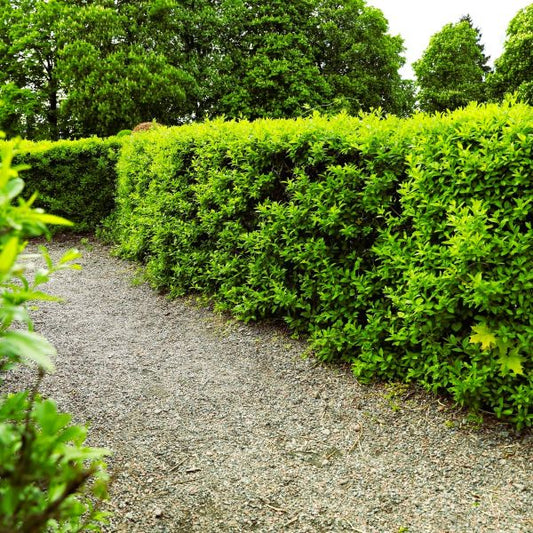 privet hedge