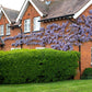Dense Ibolium Privet hedge providing privacy and structure.
