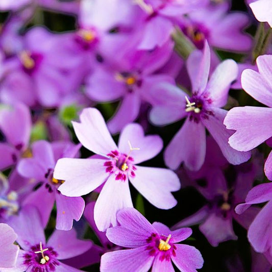 Close-up of Purple Creeping Phlox's rich purple flowers