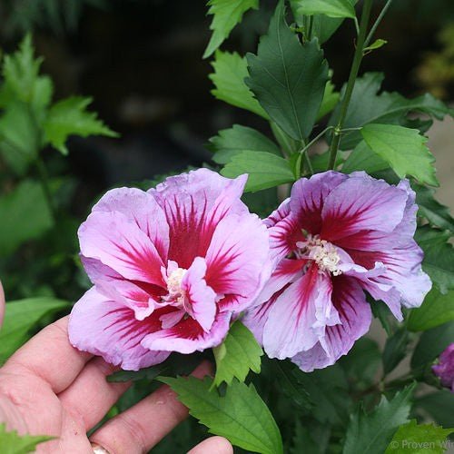 Purple pillar rose of sharon close up of purple flowers. 