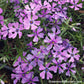 Close-up of Purple Creeping Phlox's rich purple flowers