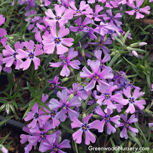 Close-up of Purple Creeping Phlox's rich purple flowers