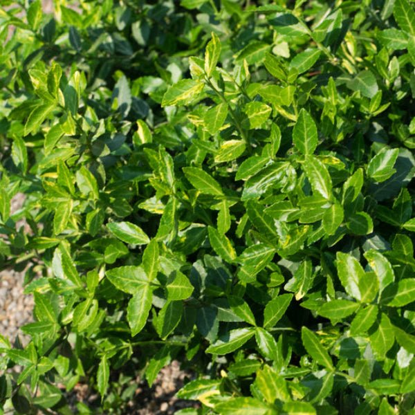 Purple Wintercreeper used as a ground cover, providing a dense, low-maintenance carpet in a garden setting