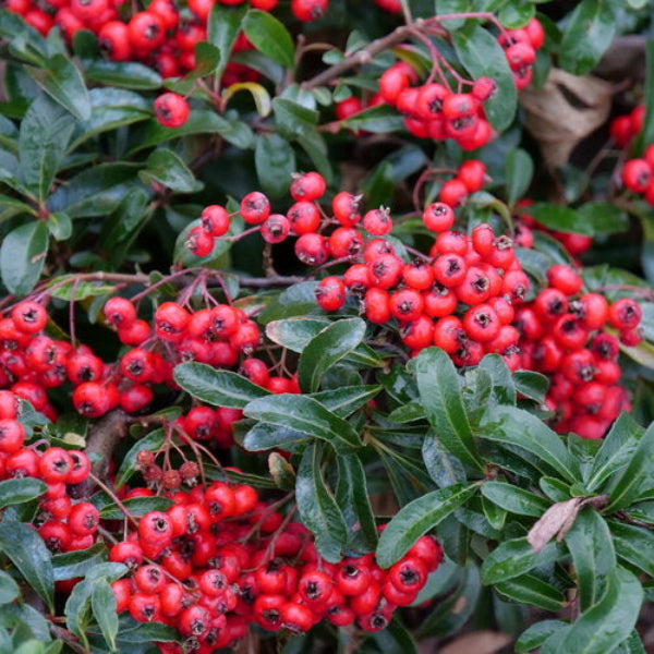 Close-up of Berry Box Pyracomeles' orange and red berries in autumn