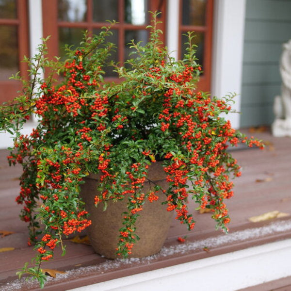 Close-up of Berry Box Pyracomeles' orange and red berries in autumn