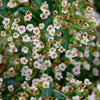 Berry Box Pyracomeles with delicate white flowers in full bloom