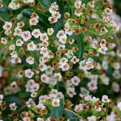 Berry Box Pyracomeles with delicate white flowers in full bloom