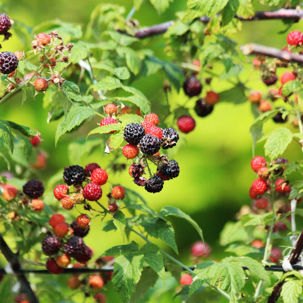 Close-up of Cumberland Black Raspberry bush with medium-large blue-black berries